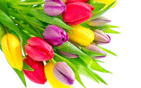 Red yellow and purple flowers. Wallpaper Tulip Flowers With Water Droplets Red Yellow Purple Flowers 2560x1600 Hd Picture Image