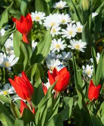 Tulipa Praestans Fuselier This Multi Flowering 1939 Award Winner Is The Most Amazing Vibrant Almost Glowing Orange Scarlet Color Bulb Flowers Tulips Flowers