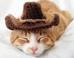 Free shipping on orders over $25 shipped by amazon. Ravelry Cowboy Hat For Cats Pattern By Rebecca Davis
