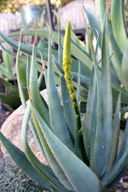 Image result for Aloe carnea