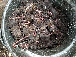 Image result for Red Wigglers
