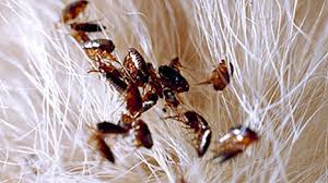 Maybe you would like to learn more about one of these? Como Limpiar Las Pulgas De Tu Casa En Pocos Minutos