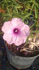 Image result for Ipomoea protea