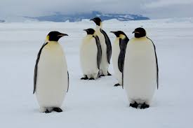 Possibly from welsh pen (head) and gwyn (white), or from latin pinguis (fat). In Search For The Emperor Penguin Oceanwide Expeditions