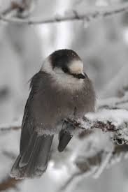 Gray Bird With Black And White Head Gray Jay Pet Birds Beautiful Birds Pretty Birds