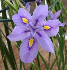 Image result for Moraea bella