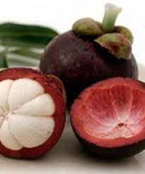 Cair obat tradisional kulit buah manggis. Tanaman Manggis