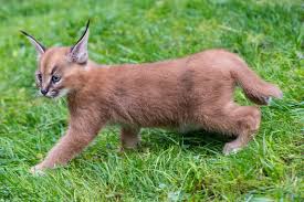 Search through thousands of cats for sale and kittens for sale adverts near me in the usa and europe at animalssale.com. Caracal Zooborns