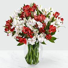 Check out our alstroemeria bouquet selection for the very best in unique or custom, handmade pieces from our shops. Red White Peruvian Lilies Bouquet Xaviers Flower Shop Fall River