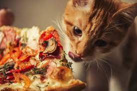 Can You Get Sick From Eating After A Cat What To Know Faqcats Com