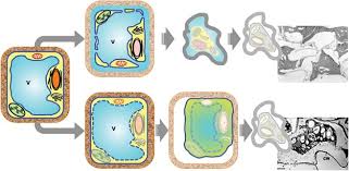 Vacuoles play a crucial role in the defense and death of cells. The Role Of Vacuole In Plant Cell Death Cell Death Differentiation