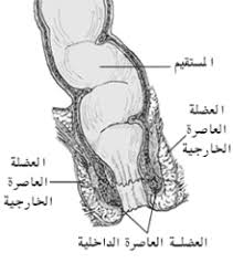 جراحة القولون والمستقيم ويكيبيديا