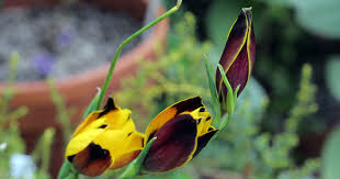 Image result for Hesperantha