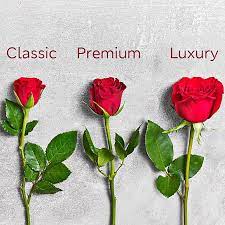 Maybe you would like to learn more about one of these? The Roses Shop Flowers Plants M S