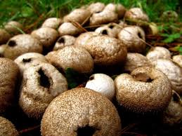 Check spelling or type a new query. The Monthly Mushroom Stump Puffball Lycoperdon Pyriforme