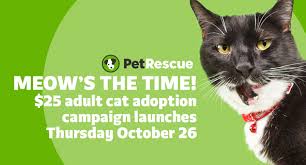 ☀️ tag your #meowhousekitty 🐈 apply to adopt your new bff here 👇🏼 www.meowhousecatrescue.com. Cat Haven Wa Cat Haven Is Part Of Pet Rescue Meow S Facebook