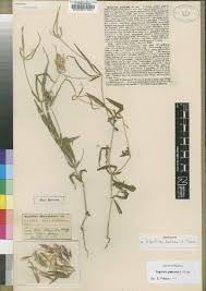 Image result for Blepharis stuhlmannii