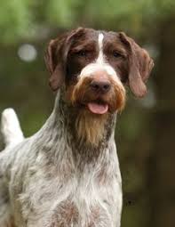 Maybe you would like to learn more about one of these? 65 German Wirehaired Pointer Ideas German Wirehaired Pointer Hunting Dogs Dogs