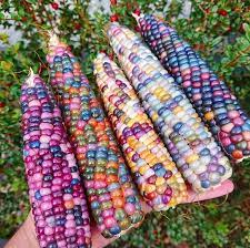 Glass Gem Corn Seeds Non Gmo Popcorn