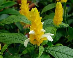 Dikutip dari wikipedia, bahasa selamat bertugas = wilujeng mancen tugas. Jenis Tanaman Obat Lengkap Dari A Z Beserta Gambar Dan Khasiatnya Bibit Online