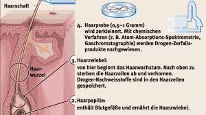 Hintergrund Gelegentlicher Drogenkonsum Nicht Sicher Nachweisbar Politik Faz