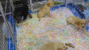 Ses épaules ressortent et son dos et large et. Douai Le Salon Du Chiot Vous Attend Encore Demain A Gayant Expo