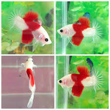 Cara ternak ikan cupang plakat koi ikan cupang sudah tak asing lagi ditelingga masyarkat, terutama bagi para pecinta ikan hias maupun ikan aduan. Plakat Koi Bandung Betta Fish Betta Fish Koi Betta Betta