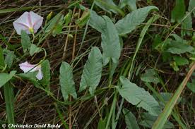 Image result for Convolvulus arvensis
