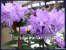 Rhododendron Bob S Blue Outdoor Plants Outdoor Gardens