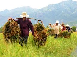 Kết quả hình ảnh cho xúm, mang lúa về