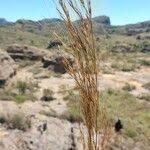 Image result for Loudetia simplex