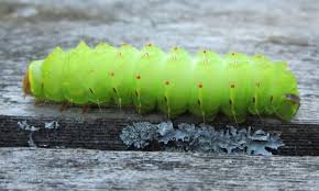 The big green caterpillar is a giant harmless insect only appearing in super mario galaxy. Caterpillars Of Ontario Canada