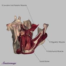 Check spelling or type a new query. Foot Anatomy Muscles Anatomy Drawing Diagram
