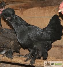 Описание породы и основные параметры, особенности и секреты правильного выбора, технология выращивания, полезные советы и интересные факты. Kury Pavlovskaya Chernaya 7 Mes Kupit Nedorogo V Magazine V Moskve