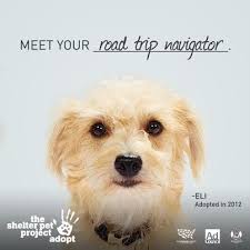 Jul 09, 2021 · adoption event july 13, 2021 • 3:30pm. 100 Adoption Campaign Ideas Adoption Pets Animals