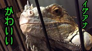 季節のおすすめ商品を通じ住まいの豊かさをお届けします。 ⚠️弊社の偽アカウントにご注意下さい。 ハイライトの重要なお知らせをご確認下さい。 ニトリ商品の写真に#mynitori がついた投稿はいいね、リポストさせていただくことも。 ※ ã‚¤ã‚°ã‚¢ãƒŠã‹ã‚ã„ã„ Youtube