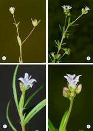 Image result for Oldenlandia hockii