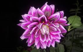 Download hd wallpapers in 1920x1080 hd widescreen 4k uhd 5k 8k ultra hd resolutions Dahlia Flower With Purple And Black Background Full Hd Wallpapers 1920x1200 Wallpapers13 Com