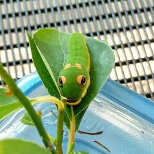 Image result for Buchnera libenii