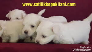 Maltese Terrier Yavru 05412625853 Ailem