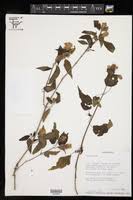 Image result for Anisotes formosissimus