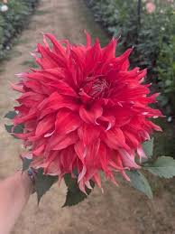 Image result for Hyacinth Red 2016 B