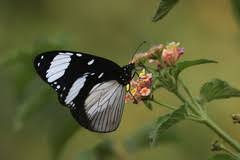 Image result for Crepidorhopalon namuliensis