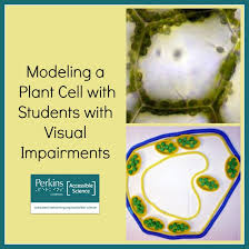 Animal cells are typically round and irregular, while plant cells are rectangular and fixed in shape.3 x research source. Modeling A Plant Cell Perkins Elearning