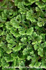 Image result for Selaginella soyauxii