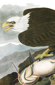Pin On John James Audubon Birds Of America
