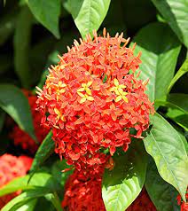 Sita Ashok Ashopalava Ashoka Hemapushpam Ashok Plant Sorrowless Tree Saraca Harmandiana Saraca Saraca Pierreana Arborescens Saraca Asoca Living Plant In Ploy Bag Amazon In Garden Outdoors