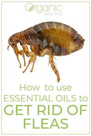 Best Essential Oils For Getting Rid Of Fleas Natural Cough Remedies Diy Herbal Remedies Herbal Cure