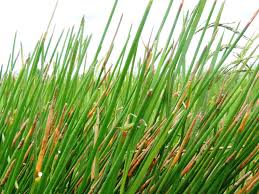 Image result for Eleocharis dulcis