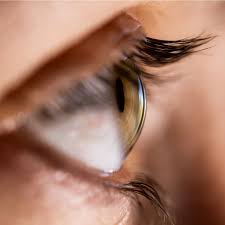 Image result for Cornea